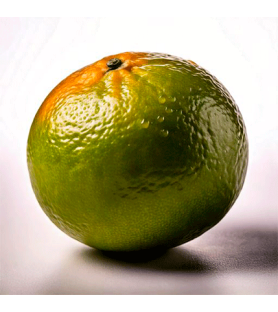 Chinotto Natural Flavour